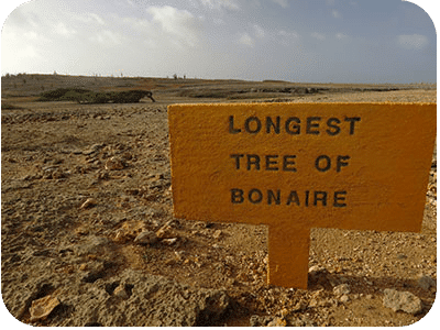 Longest Tree