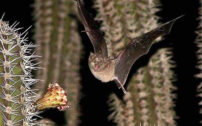 Bonaire’s Bats Do a World of Good!