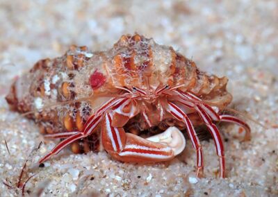 Candy Striped Hermit Crab