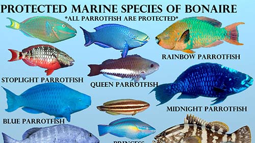 Marine Species on Bonaire Which Have Protection - InfoBonaire
