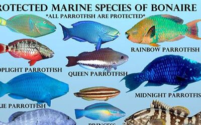 Marine Species on Bonaire Which Have Protection