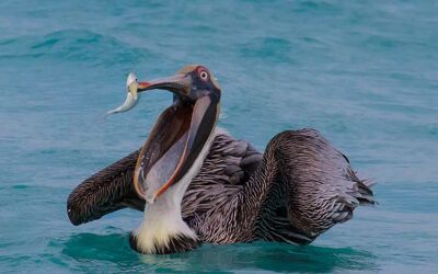 Bonaire Bird Photography 101–Through the Lens of Steve and Meredith Schnoll