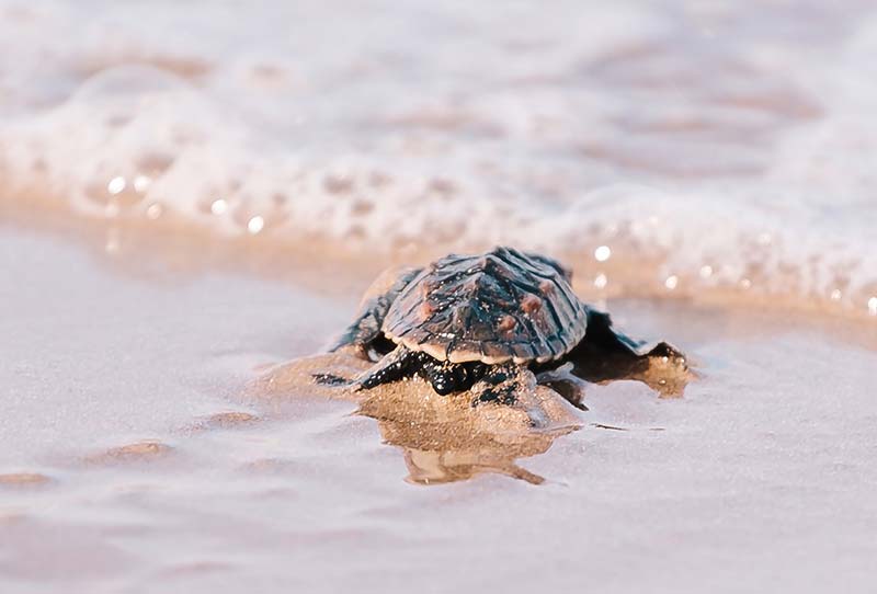 Celebrate World Turtle Day by Making a Difference - InfoBonaire