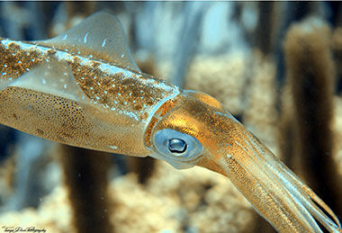Caribbean Reef Squid by Tanya Deen