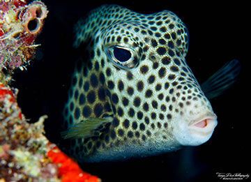 Trunkfish on Bonaire by Tanya Deen