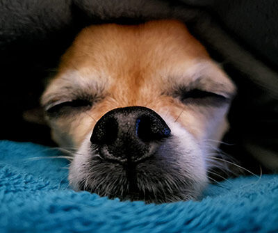 A chihuahua preparing to move to Bonaire.