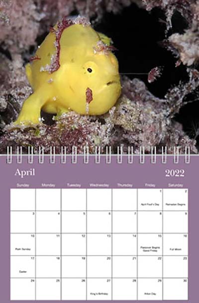 Underwater Calendar - InfoBonaire