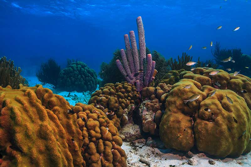 Keeping Bonaire Free of Stony Coral Disease - InfoBonaire