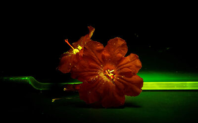 Bonaire’s Fluorescence Photography (Part One)–Flora