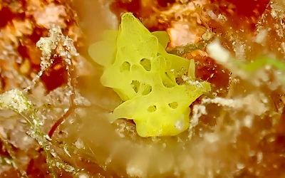 Rare Nudibranchs Highlight Bonaire’s Marine Diversity