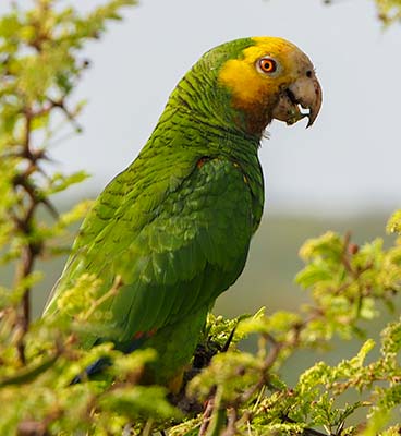 Yellow Shouldered Parrot on Bonaire by Tanya Deen