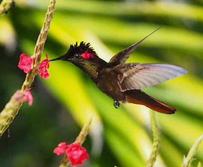 Ruby-topaz hummingbird by Tanya Deen