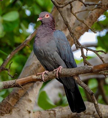 Scaly-naped Pigeon by Tanya Deen