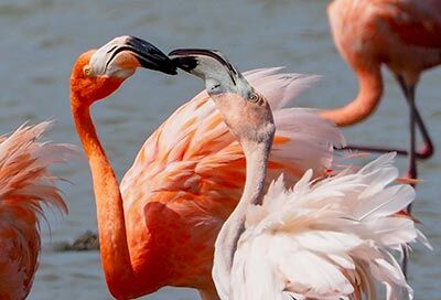 The American Flamingo, Bonaire's National Bird by Tanya Deen