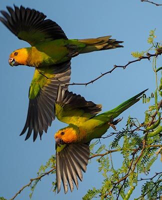 Two Brown-throated Parakeets by Tanya Deen