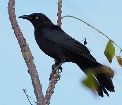The Carib Grackle is commonly found on or near the ground, as it hunts for food.