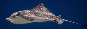 Eagle Ray by Meredith and Steve Schnoll