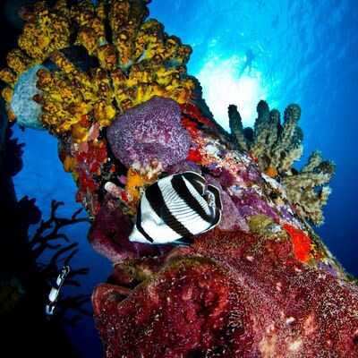 Diving the Salt Pier on Bonaire provides stunning photography opportunities.