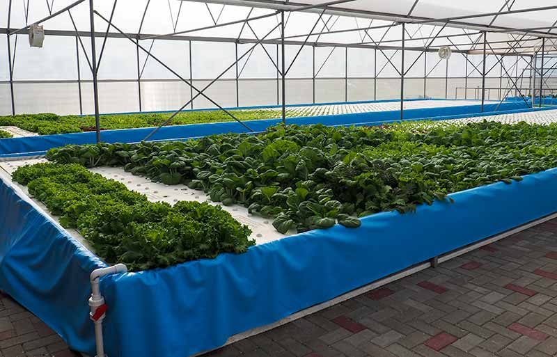 The Aquaponic Greenhouse at the Grand Opening of Bonaire DailyFresh