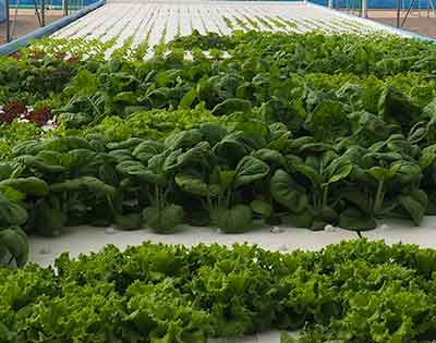 Fresh organic produce growing on raft beds.