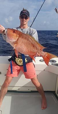 mutton-snapper