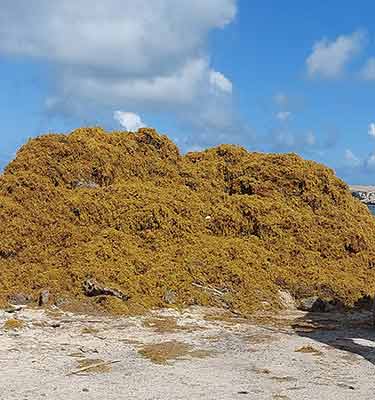 pile-of-saragassum