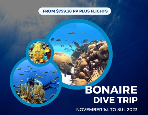 Dive Trip to Bonaire with Bespoke Journeys!