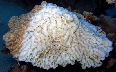 Coral Disease Outbreak: Urgent Call for Help