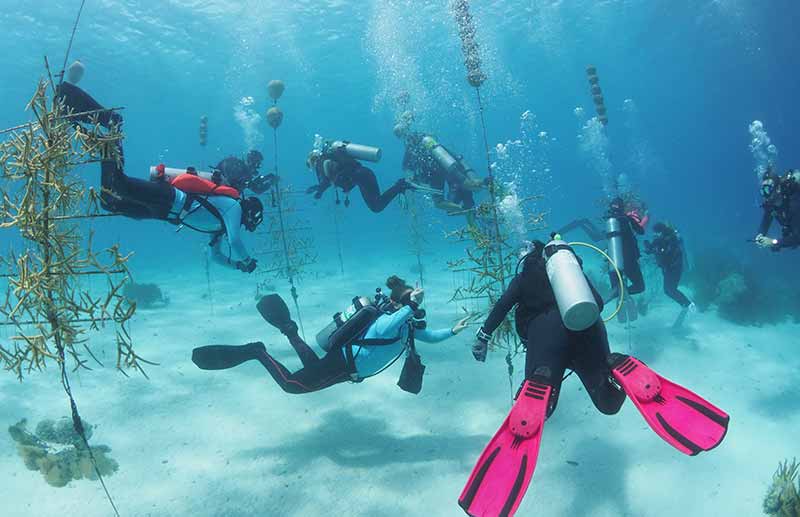 ReeFiesta with Reef Renewal Foundation Bonaire