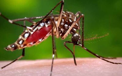 Prevention Strategies Against Dengue, Chikungunya and Zika